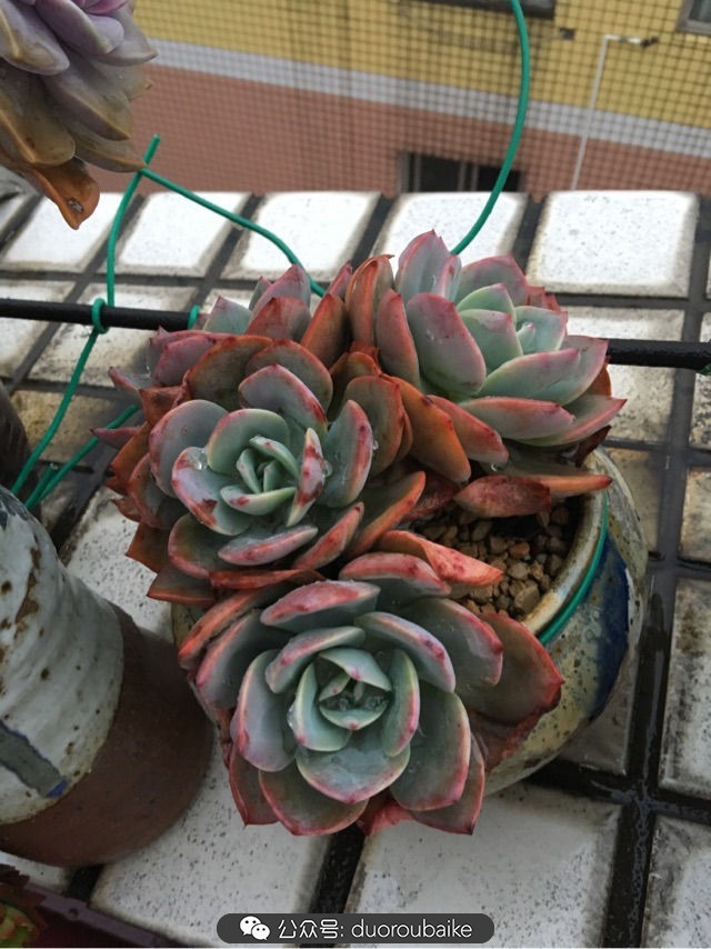 寒风中越发美丽的多肉,冬季暖阳下的多肉