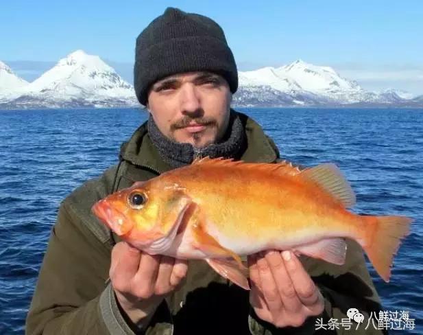 大西洋红鱼和金鲳鱼哪个好吃,大西洋红鱼和新西兰长寿鱼哪个好