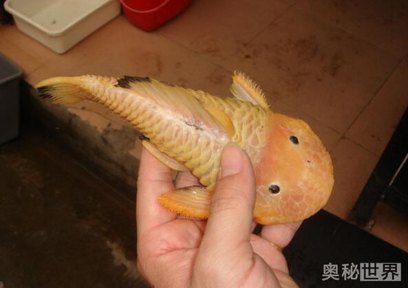 24k黄金达摩野生和人工的区别,24k黄金达摩真的有黄金吗