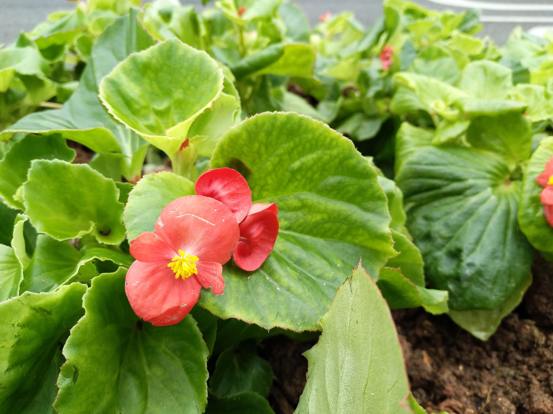 vivox9plus星空灰什么时候出,vivox9黑星夜