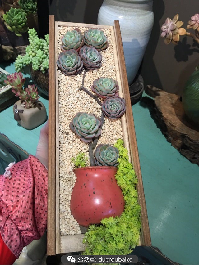 寒风中越发美丽的多肉,冬季暖阳下的多肉