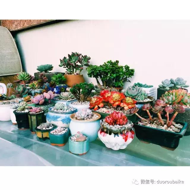 没有暖气的包邮区,肉肉照样美美的!