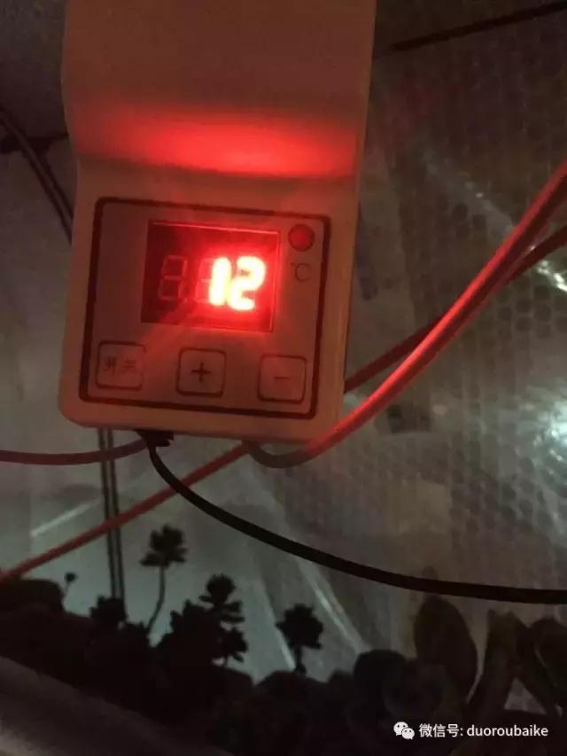 没有暖气的包邮区,肉肉照样美美的!