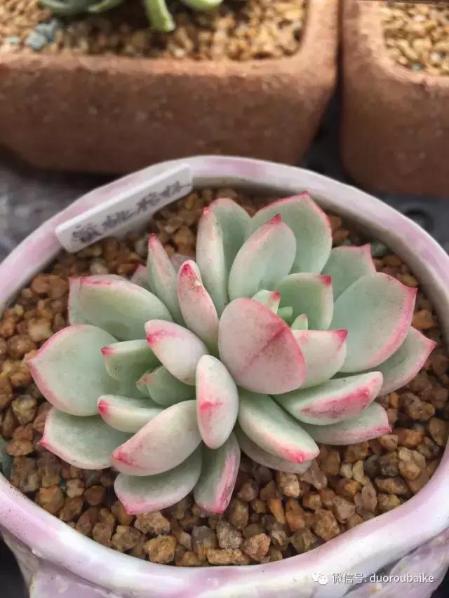 没有暖气的包邮区,肉肉照样美美的!