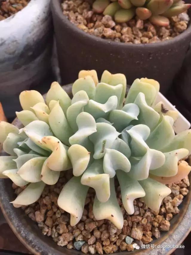 没有暖气的包邮区,肉肉照样美美的!