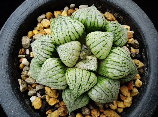 十二卷寿品相,十二卷玉寿