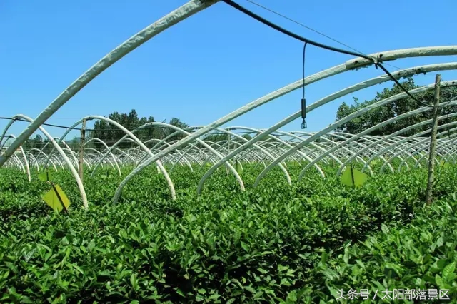 平安喜乐过大年大吉大利,安泰过年