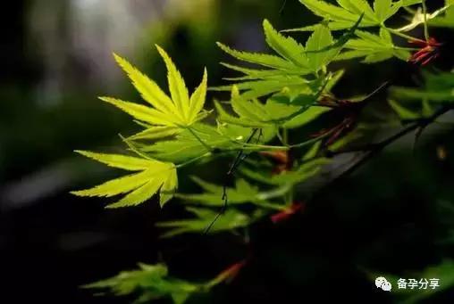 备孕除了吃叶酸还需要补维生素吗,孕妇备孕需要补叶酸哪个牌子好