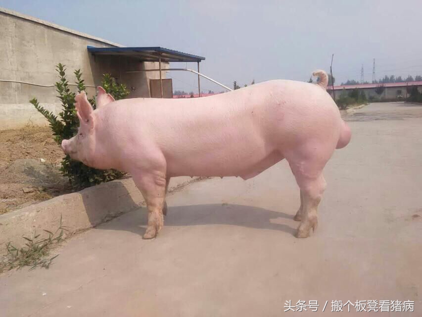 如何做好公猪的饲养管理,公猪的科学管理方法