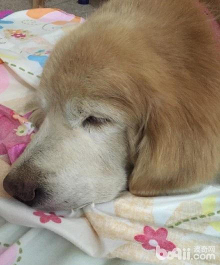 从小养到老的金毛，最近一直吃不了饭，医生说治疗已经没用了.