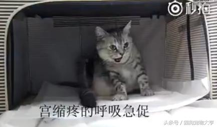 猫妈妈生宝宝的全过程,猫妈妈分娩