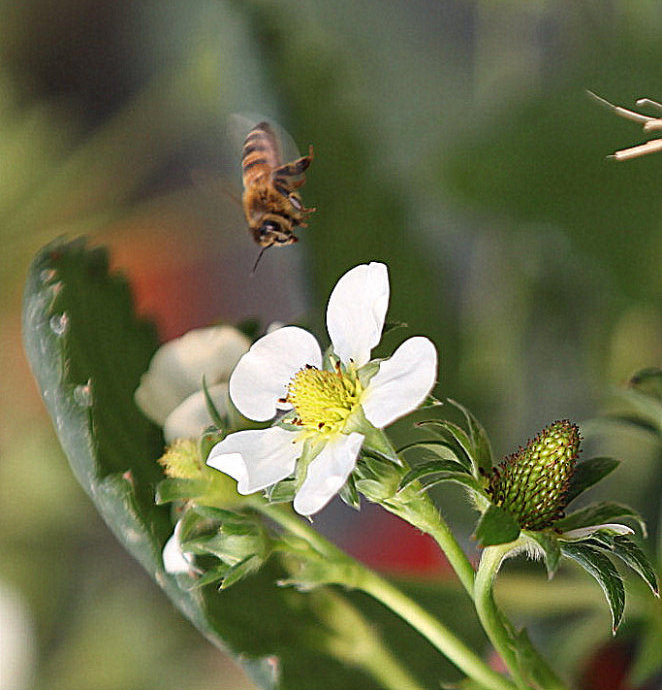 每年1月份是草莓生长的关键时期,挣不挣钱就看这个月了!