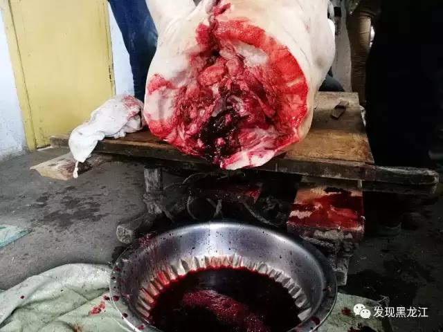 现场实拍农村一家人杀年猪全过程,东北农村真实生活杀年猪
