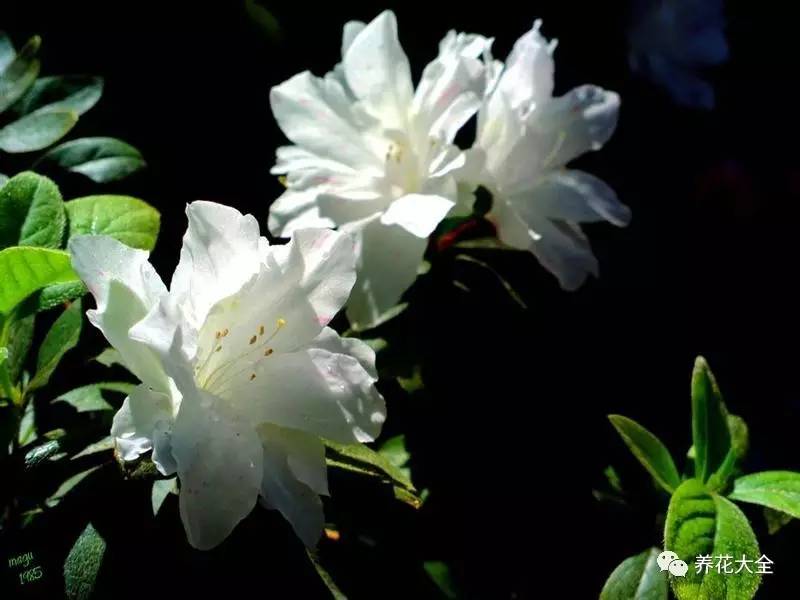 最美大杜鹃花图片,中国最美天然杜鹃花