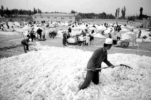 新疆戈壁滩种棉人的日常生活,新疆人采棉现状