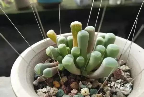 放假了多肉在学校怎么活,放假多肉