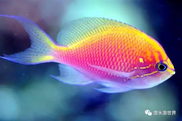 变性、伪装、雌雄同体--谁是微距世界的奇葩?