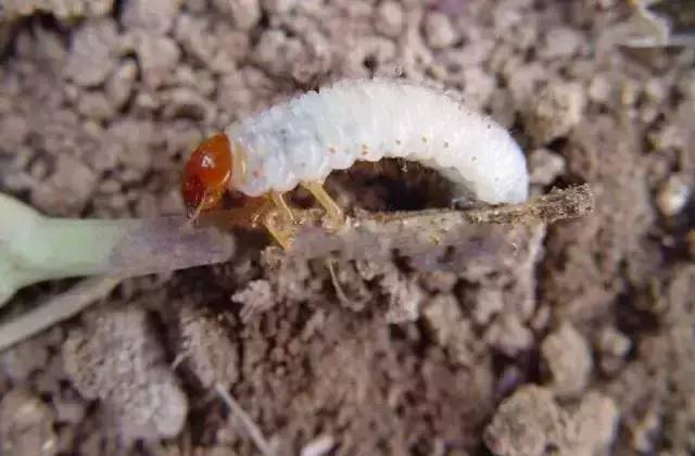 杀虫剂是可以解决虫害的第一选择,杀虫剂有哪些防治方法和使用方法