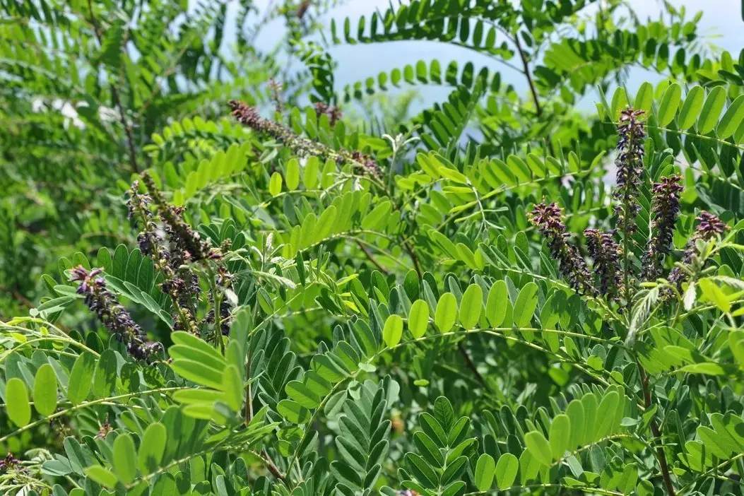 景观植物清单大全图解,河道景观种植植物