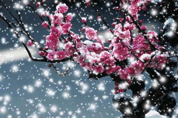 苏州春季梅花免费观赏胜地,苏州梅园赏梅花时间