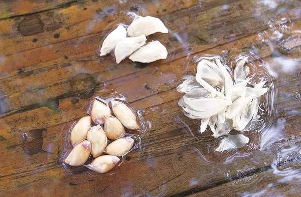 柚子的种子怎么发芽做盆栽,柚子种子小盆栽