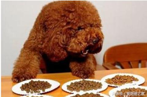 泰迪贵宾犬幼崽怎么养,贵宾犬泰迪日常喂养方法