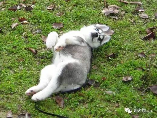 马犬幼犬挑选性格,如何挑选性格好易训练的小狗