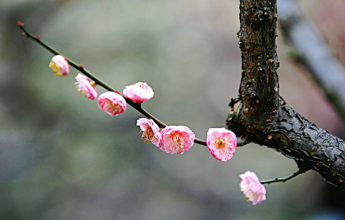 咏梅吟诵完整版,姜夔著名的咏梅诗