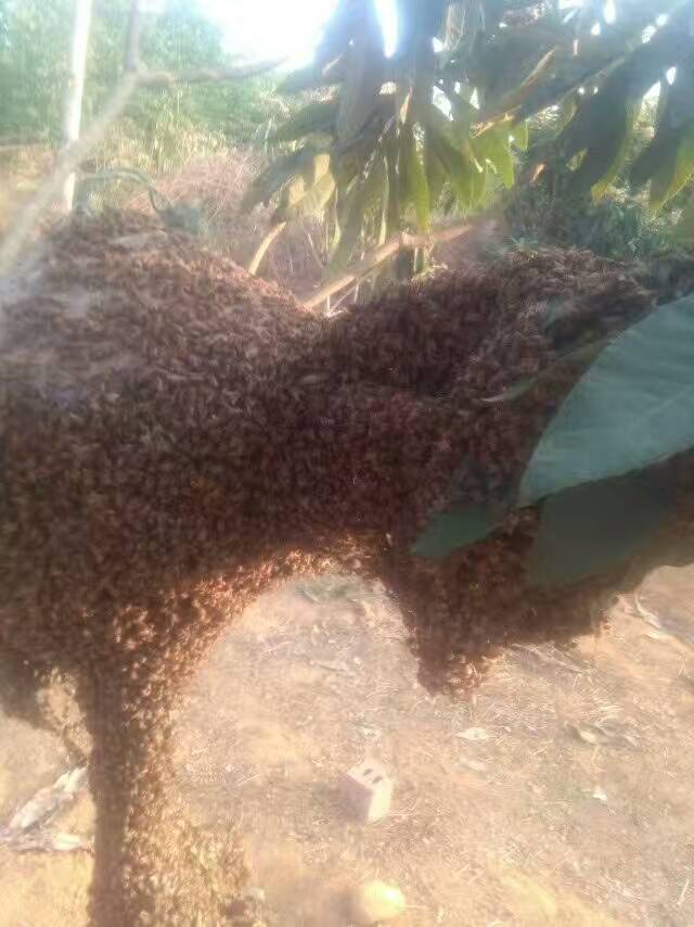 中华蜂怎么移窝,中华蜂采蜜