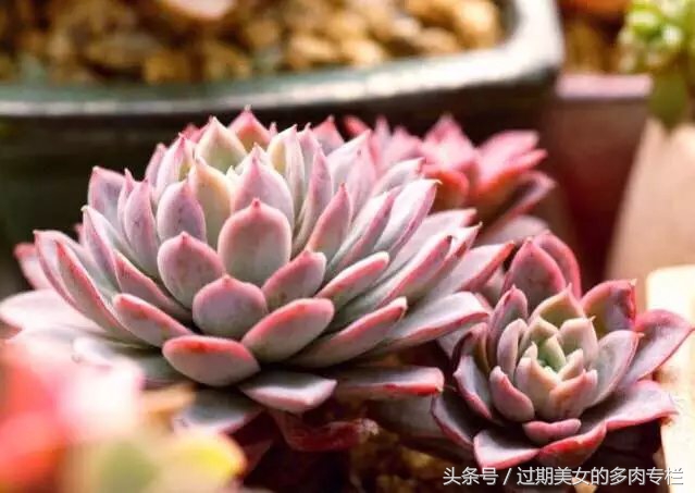 入坑一年小说,入坑一年