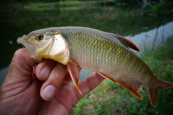 山里抓鱼,小溪抓鱼方法大全