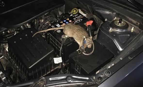 老鼠访谈录：你凭什么往发动机仓存花生？