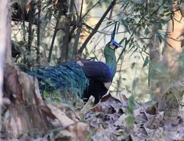 云南十大漂亮的鸡,云南第一生态鸡