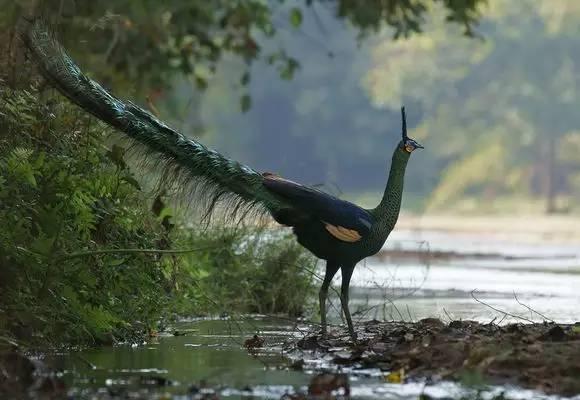 云南十大漂亮的鸡,云南第一生态鸡