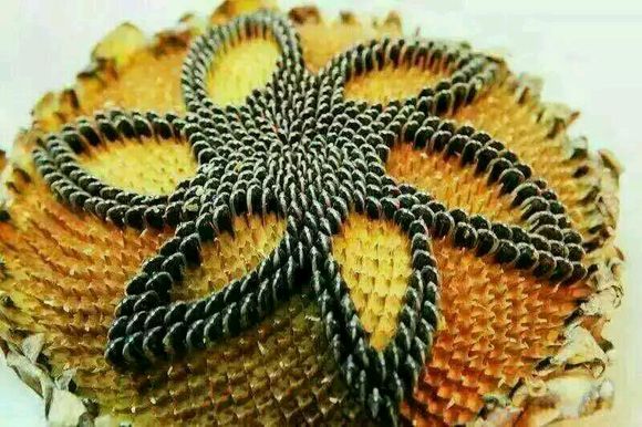 地黄丸主要治疗哪些症状,十二味地黄丸治什么病