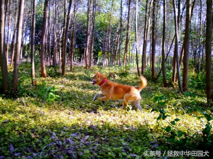 广西桂平川东猎犬,广西土猎犬猎野猪视频