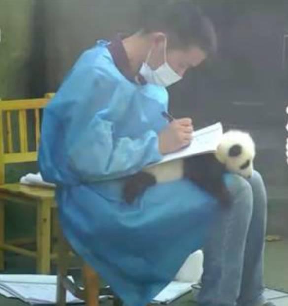 为求得一只熊猫的抚养权，英美荷法等国家连尊严都不要了