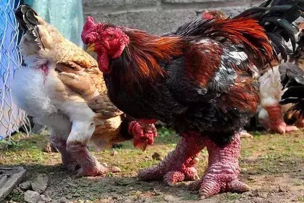 云南十大漂亮的鸡,云南第一生态鸡