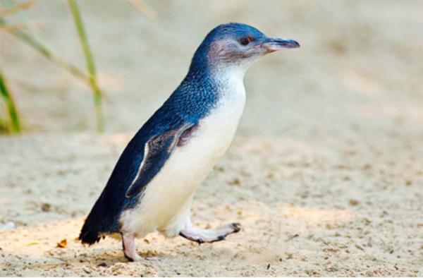 新西兰特色动物有哪些,新西兰奇异动物有哪些
