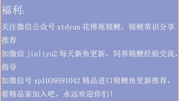 成功的养殖案例分析,成功养虾的经历