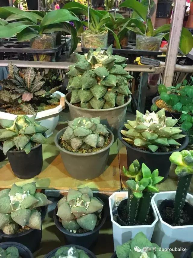 台湾寻肉之旅：小玲带你逛春节的台北花市！