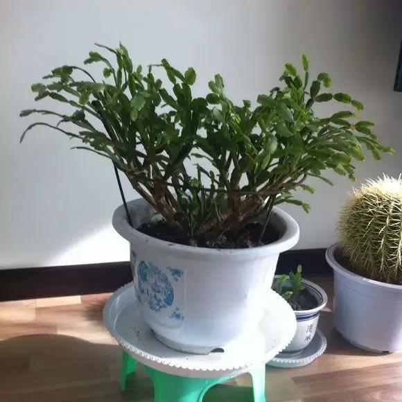 花卉烂根严重,墨兰水浇多了烂根叶黄怎么补救