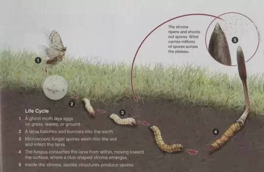 科普虫草形成过程视频,鲜虫草的科普视频