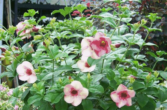 深圳年货地,深圳年货大全