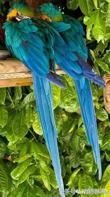 蓝黄金刚鹦鹉与人比较,绿松石金刚鹦鹉物种有哪些