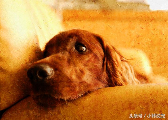 聊聊关于狗狗绝育的那些事儿