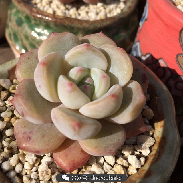 院子阳光房多肉,阳光房庭院多肉