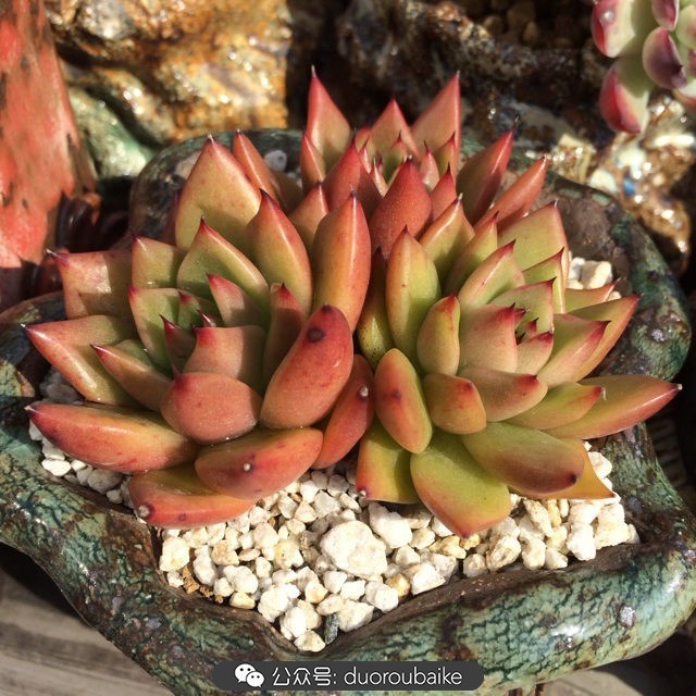 院子阳光房多肉,阳光房庭院多肉