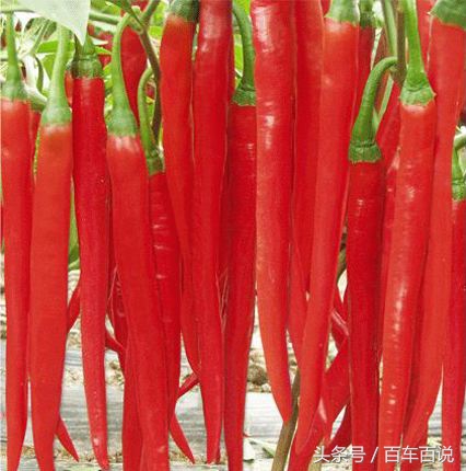 过年给长辈送什么礼品实惠,过年送老人礼最佳礼物排行榜