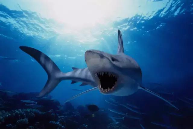 不好意思，中国人想要的春节已经在美国上线